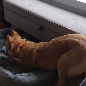 Meet your Posher, Lexi